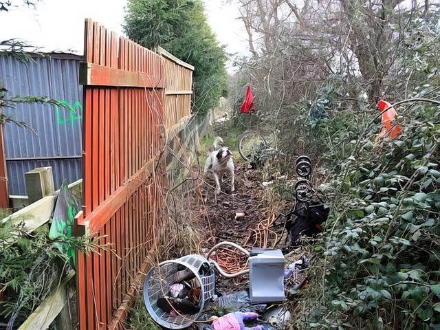 garden-clearance-6