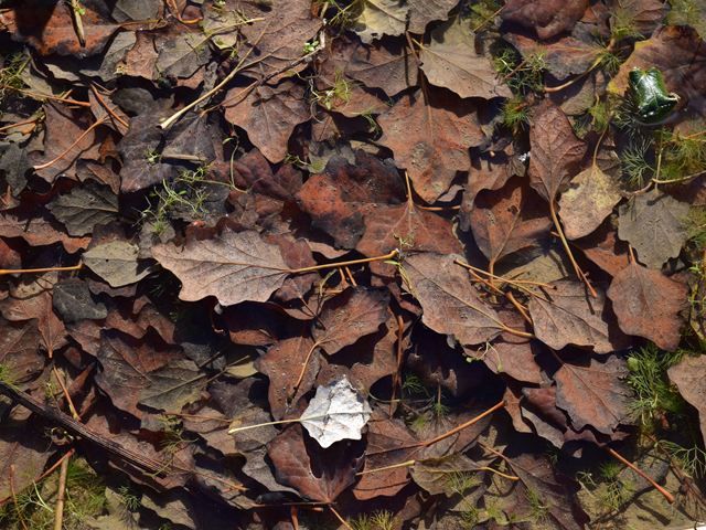 garden-clearance-3